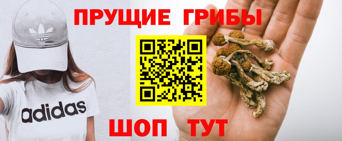 Галлюциногенные грибы Psilocybe  Вход с VPN  где можно купить   Шадринск 